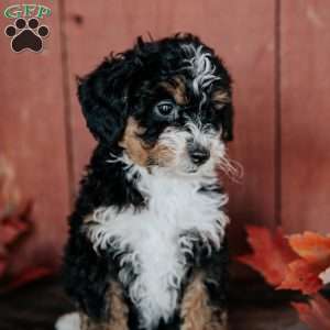 Callie, Mini Bernedoodle Puppy